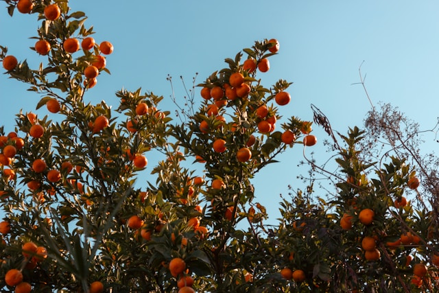ヌエボレオン州経済における柑橘類の重要性とは？