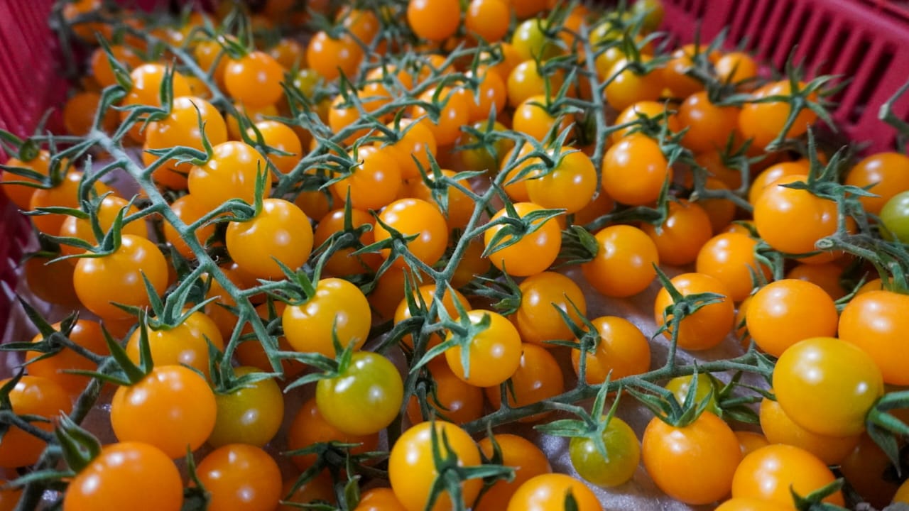 ポトシ州の農産物、生産・雇用で記録を更新：最も影響力の大きい活動