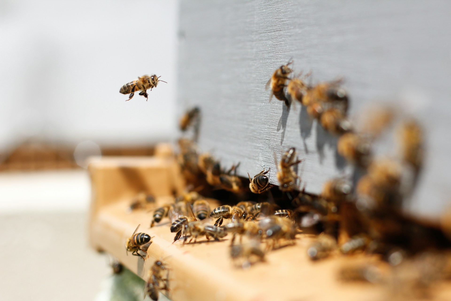 ケレタロ州の養蜂産業が拡大：48の養蜂場と832の巣箱が増加